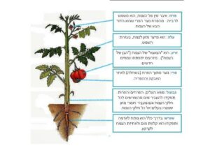 מכללת כרכור, קורס ליקוט: מבוא לזיהוי צמחים. הכשרה מקצועית למי שאוהבים טבע